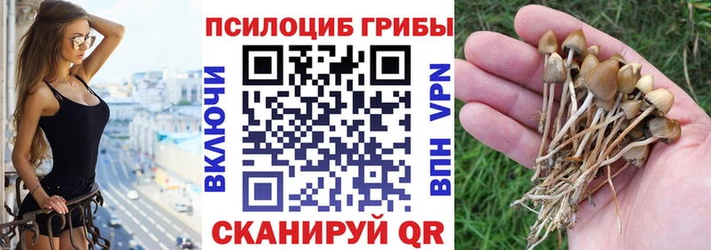 Купить закладки  Фатеж  Галлюциногенные грибы мицелий 